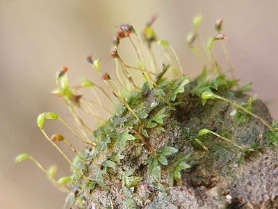 Fissidens incurvus, photographed by Jonathan Hughes