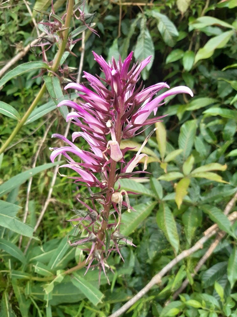 Lobelia langeana, photographed by Phillip Schuster