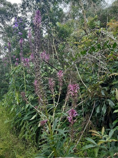 Lobelia langeana, photographed by Phillip Schuster