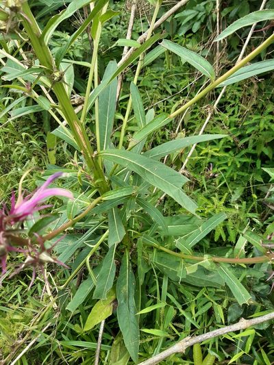 Lobelia langeana, photographed by Phillip Schuster