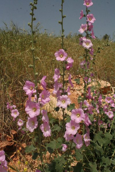 Alcea setosa, photographed by Oleg Kosterin