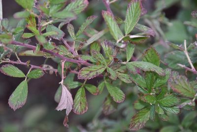Rubus cuneifolius, photographed by Mike Ostrowski