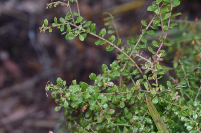 Vaccinium darrowii, photographed by Mike Ostrowski