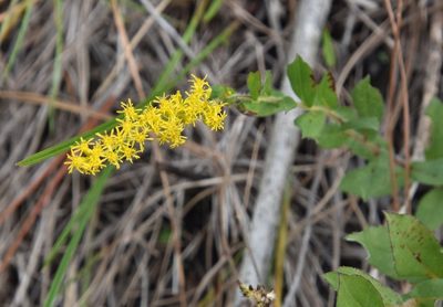 Solidago fistulosa, photographed by Mike Ostrowski