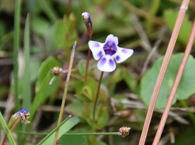 Lindernia grandiflora, photographed by Mike Ostrowski