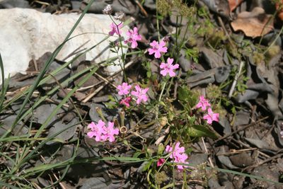 Silene aegyptiaca, photographed by Oleg Kosterin