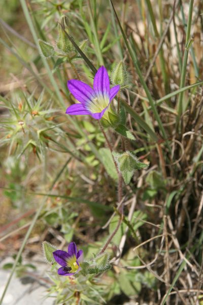 Campanula hierosolymitana, photographed by Oleg Kosterin