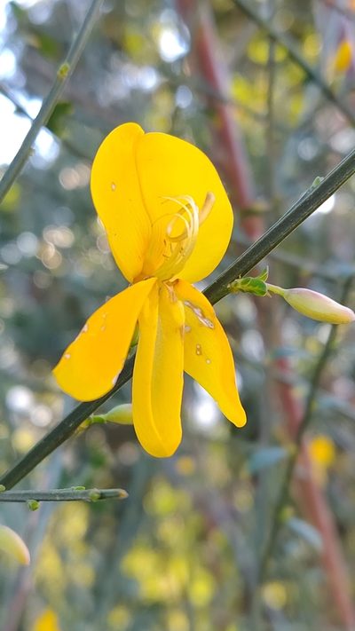 Cytisus grandiflorus, photographed by Carminda Santos