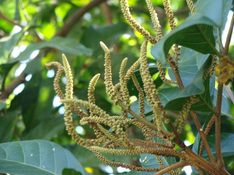 Matayba clavelligera, photographed by Alexis López Hernández