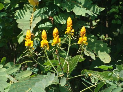 Senna reticulata, photographed by Alexis López Hernández