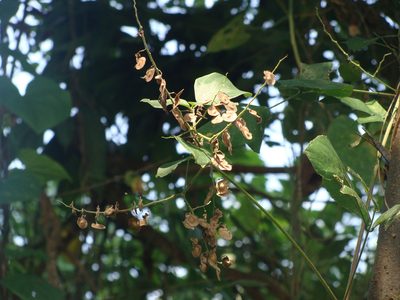Desmodium infractum, photographed by Alexis López Hernández