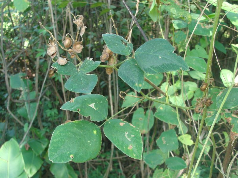 Desmodium infractum, photographed by Alexis López Hernández