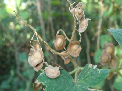 Desmodium infractum, photographed by Alexis López Hernández