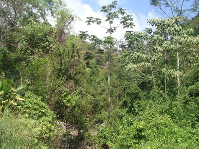Cecropia obtusifolia, photographed by Alexis López Hernández