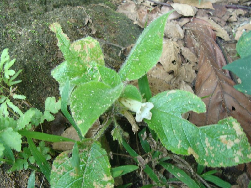 Chrysothemis panamensis, photographed by Alexis López Hernández