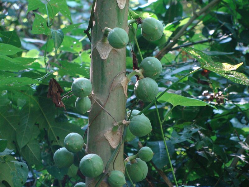 Vasconcellea cauliflora, photographed by Alexis López Hernández