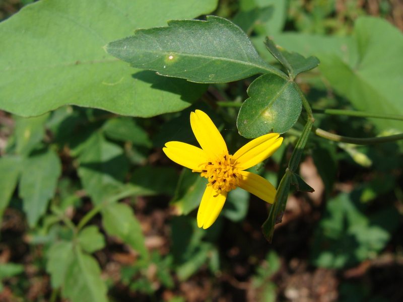Baltimora recta, photographed by Alexis López Hernández