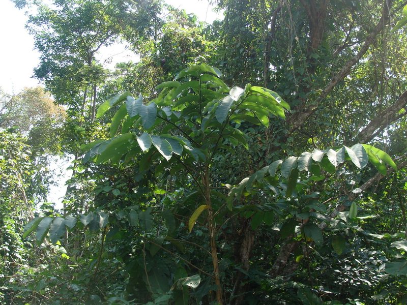 Castilla elastica, photographed by Alexis López Hernández