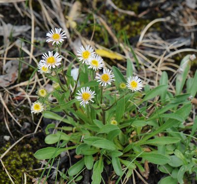 Erigeron nivalis, photographed by Todd Boland