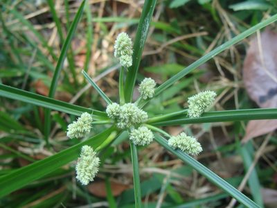Cyperus luzulae