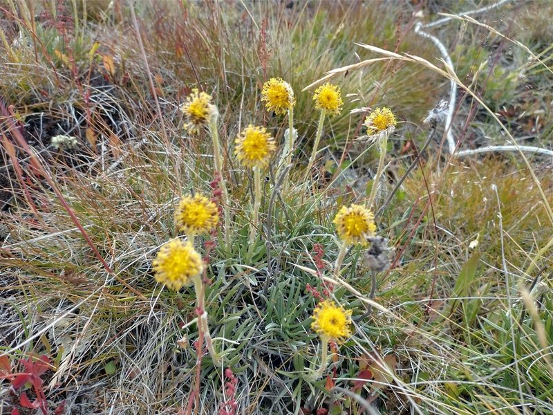 Senecio magellanicus, photographed by Tabaré Barreto