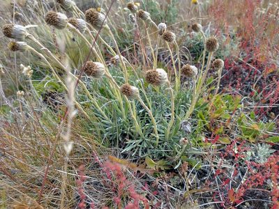 Senecio magellanicus, photographed by Tabaré Barreto