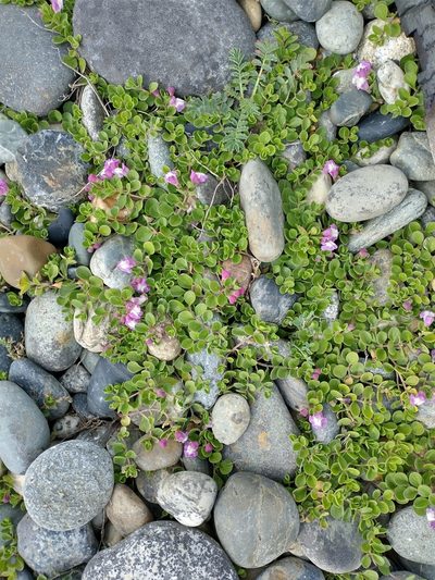 Scutellaria nummulariifolia, photographed by Tabaré Barreto