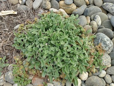 Phacelia secunda, photographed by Tabaré Barreto