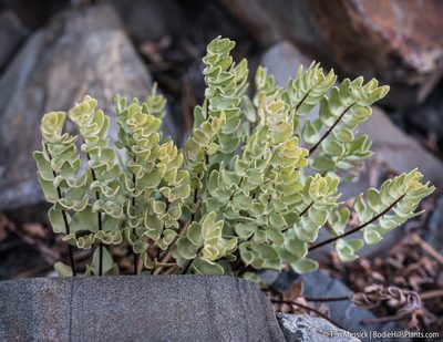Kirkpatrickia breweri, photographed by Tim Messick