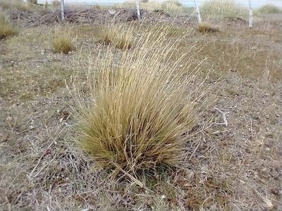 Festuca gracillima, photographed by Tabaré Barreto