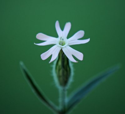 Silene noctiflora, photographed by Todd Boland