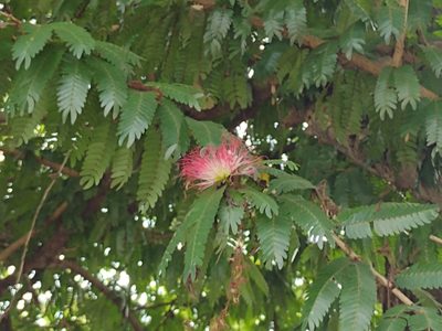 Calliandra magdalenae, photographed by Alexis López Hernández
