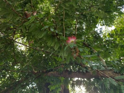 Calliandra magdalenae, photographed by Alexis López Hernández