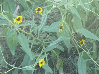 Helianthus paradoxus, photographed by Chris (CP) and Pamela (PP) Pipes