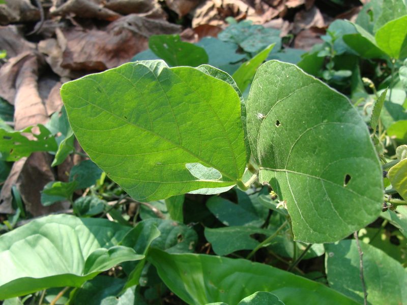 Calopogonium caeruleum, photographed by Alexis López Hernández