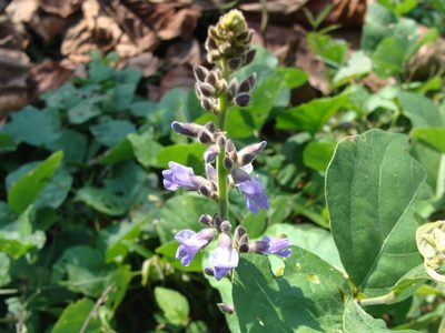 Calopogonium caeruleum, photographed by Alexis López Hernández