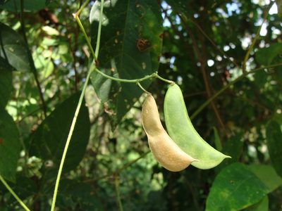 Phaseolus lunatus, photographed by Alexis López Hernández