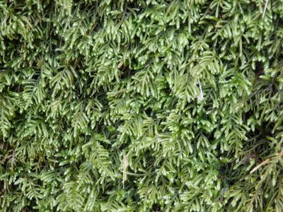 Hyocomium armoricum, photographed by Carminda Santos