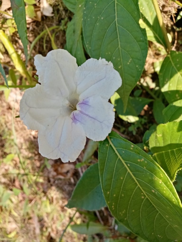 Ruellia tubiflora, photographed by Mateo Puerta