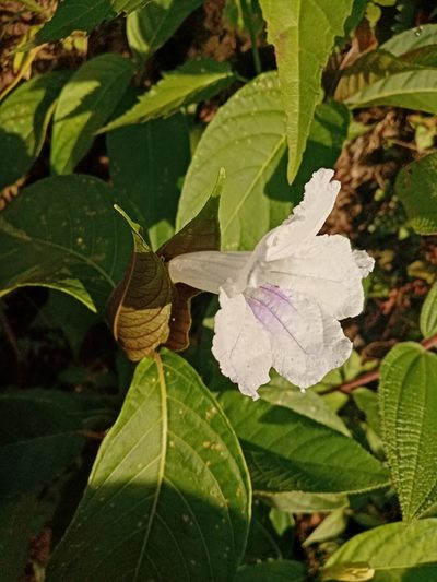 Ruellia tubiflora, photographed by Mateo Puerta