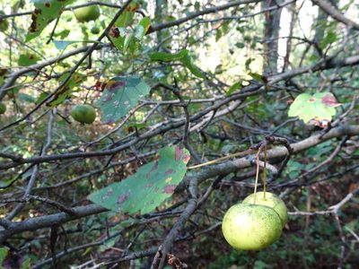 Malus coronaria, photographed by Thomas Koffel