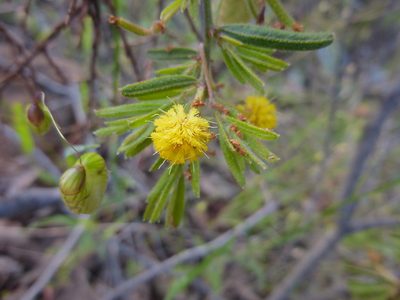 Acacia aspera, photographed by Kiri Bee