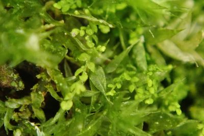 Myriocoleopsis minutissima, photographed by Paul Cook