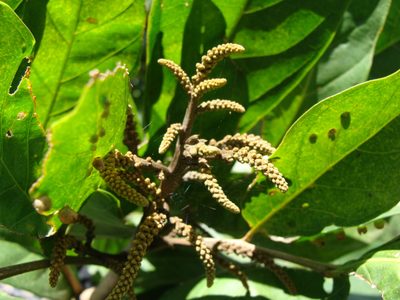 Matayba clavelligera, photographed by Alexis López Hernández