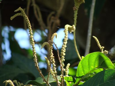 Matayba clavelligera, photographed by Alexis López Hernández