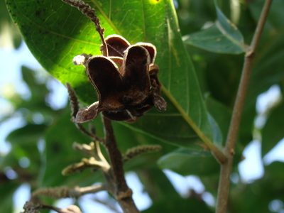 Matayba clavelligera, photographed by Alexis López Hernández