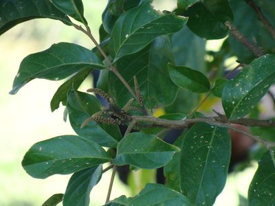 Matayba clavelligera, photographed by Alexis López Hernández