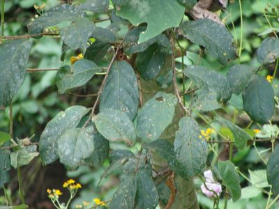 Combretum laxum, photographed by Alexis López Hernández