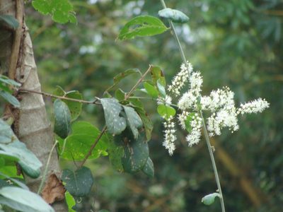 Combretum laxum, photographed by Alexis López Hernández