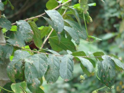 Combretum laxum, photographed by Alexis López Hernández